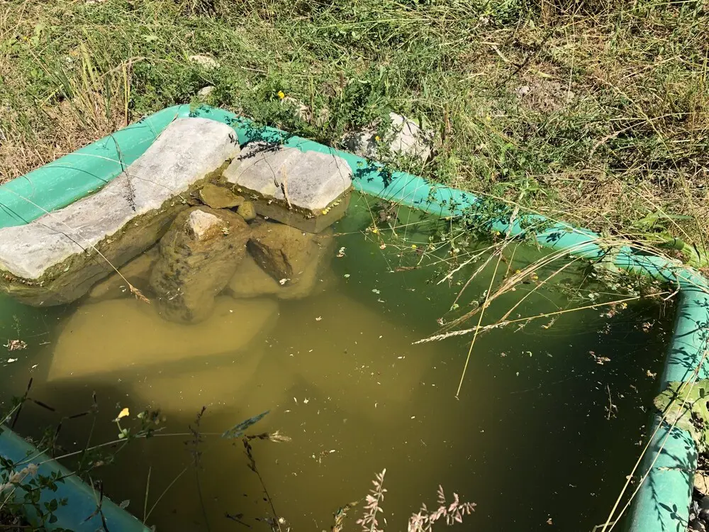 Amphibien 2